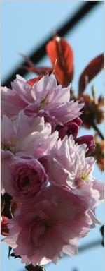 blossom2